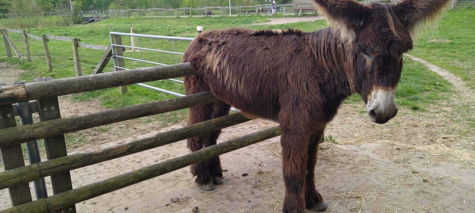 OLFEN: Esel gerettet