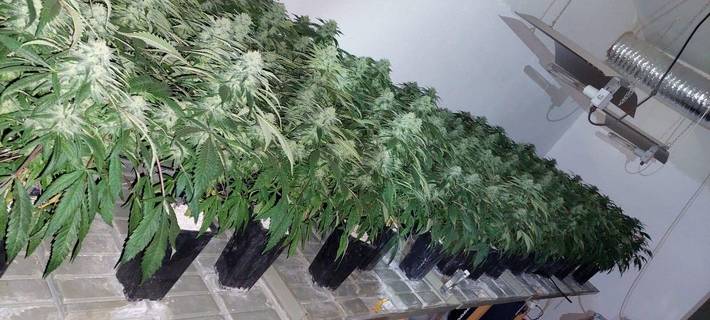KREIS: Marihuana-Bauer vor dem Landgericht