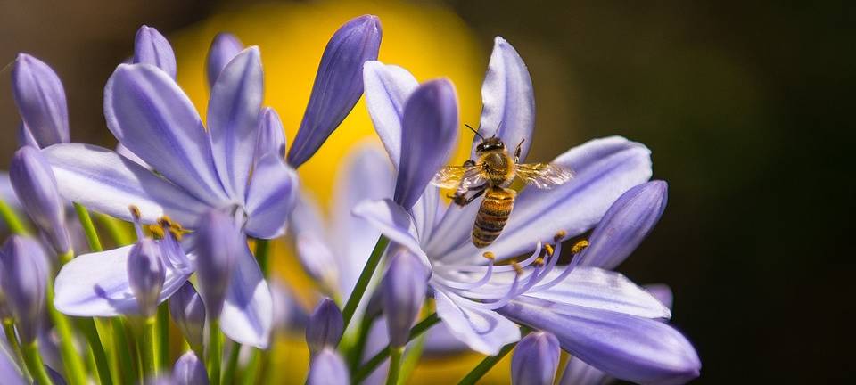 OLFEN: Insektenfreundliches Saatgut