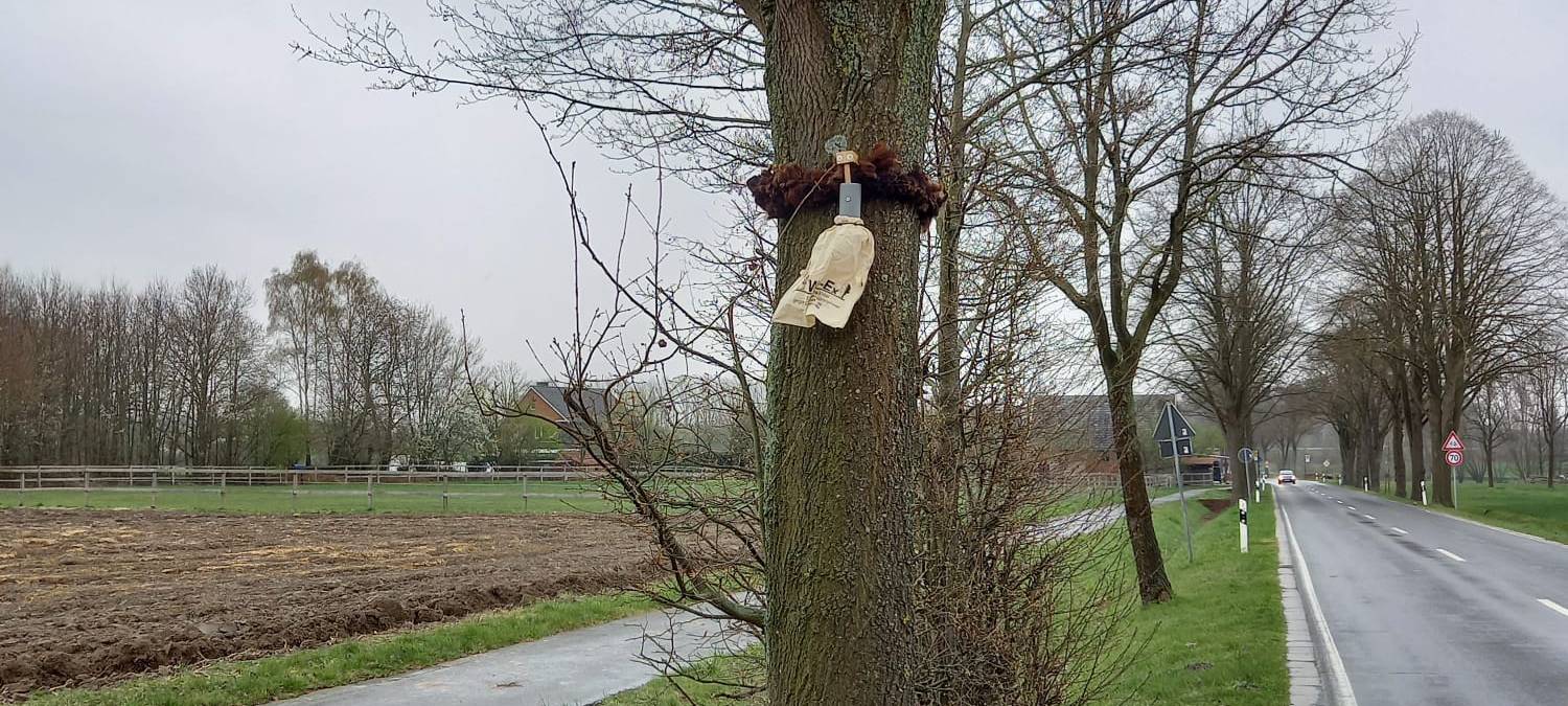 DALDRUP: Schafswolle gegen Eichenprozessionsspinner