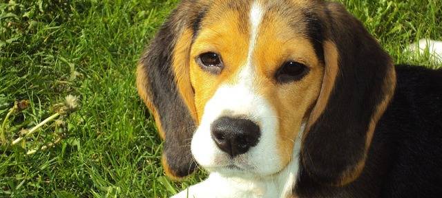 OLFEN: Hunde-Bestandsaufnahme startet Morgen