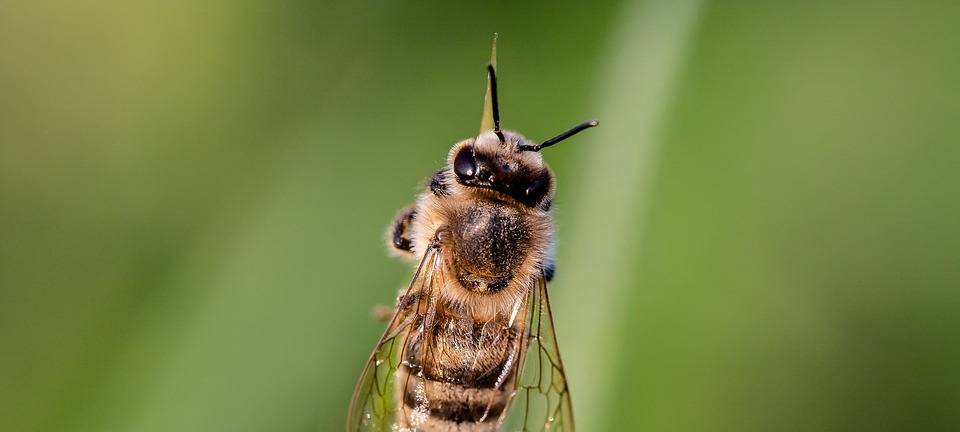 KREIS: Insekten Nahrung bieten