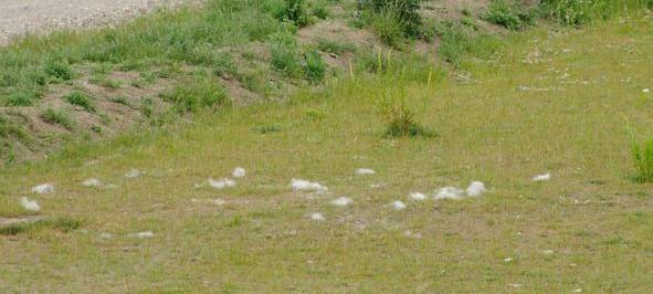 KREIS: Problem mit Tierhaaren