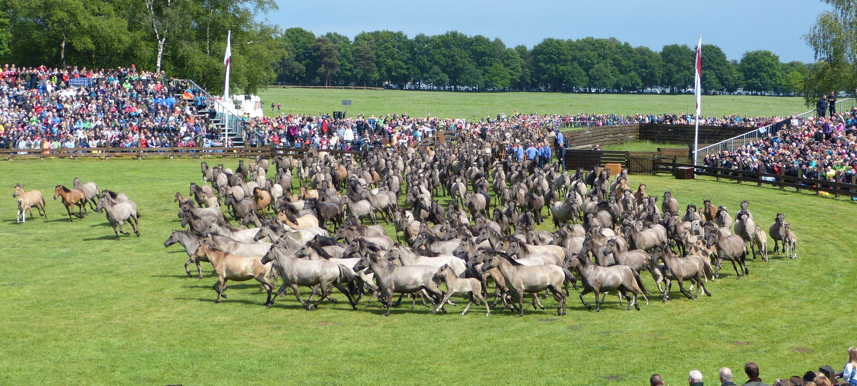 MERFELD: Wildpferdefang wieder mit Zuschauern