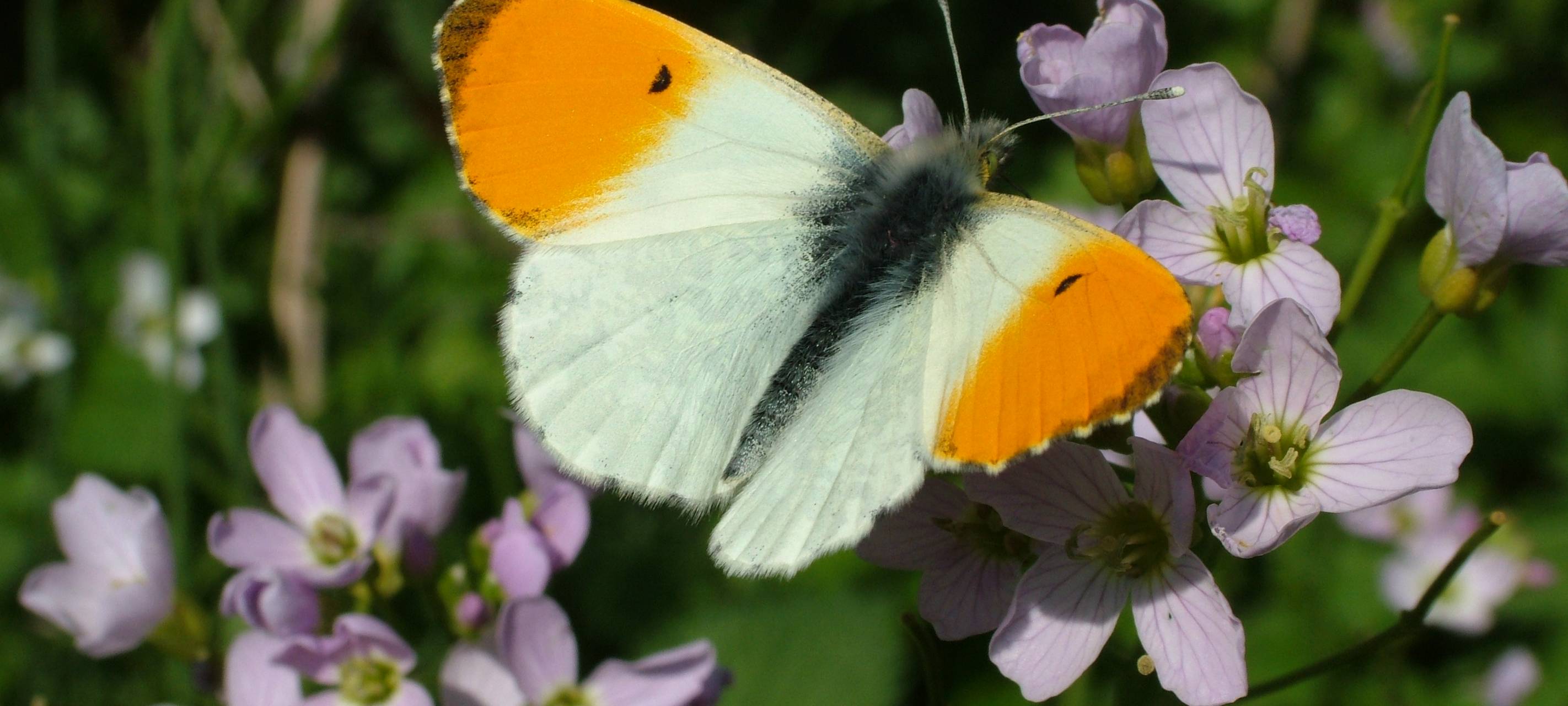 KREIS: Schmetterlinge zählen - Aktion endet heute