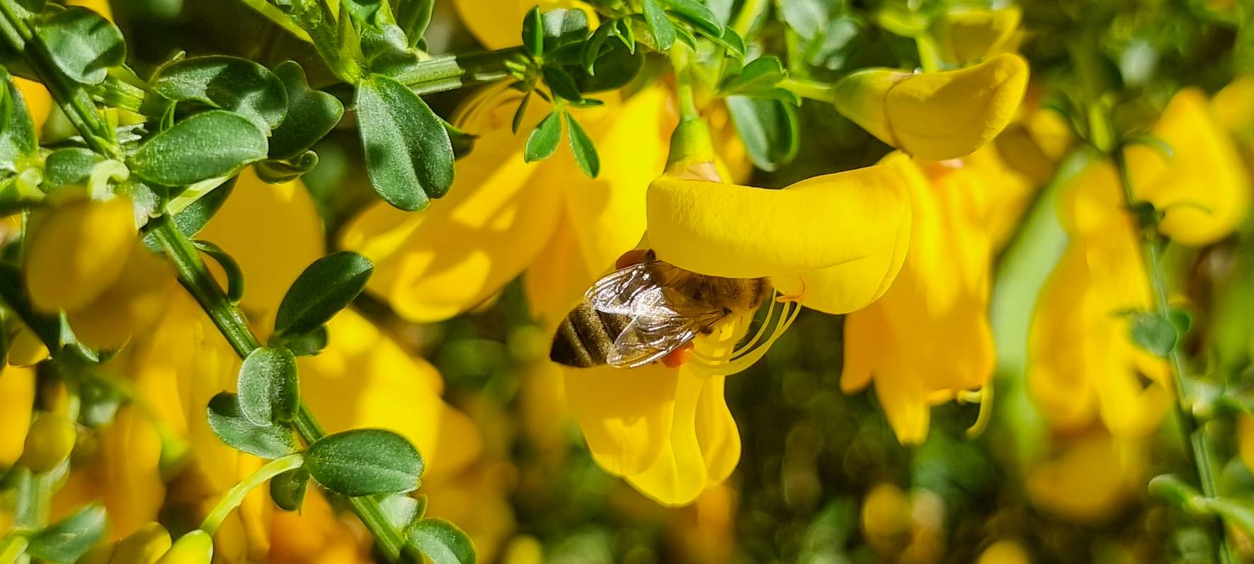 DAVENSBERG: Rätselhaftes Bienensterben