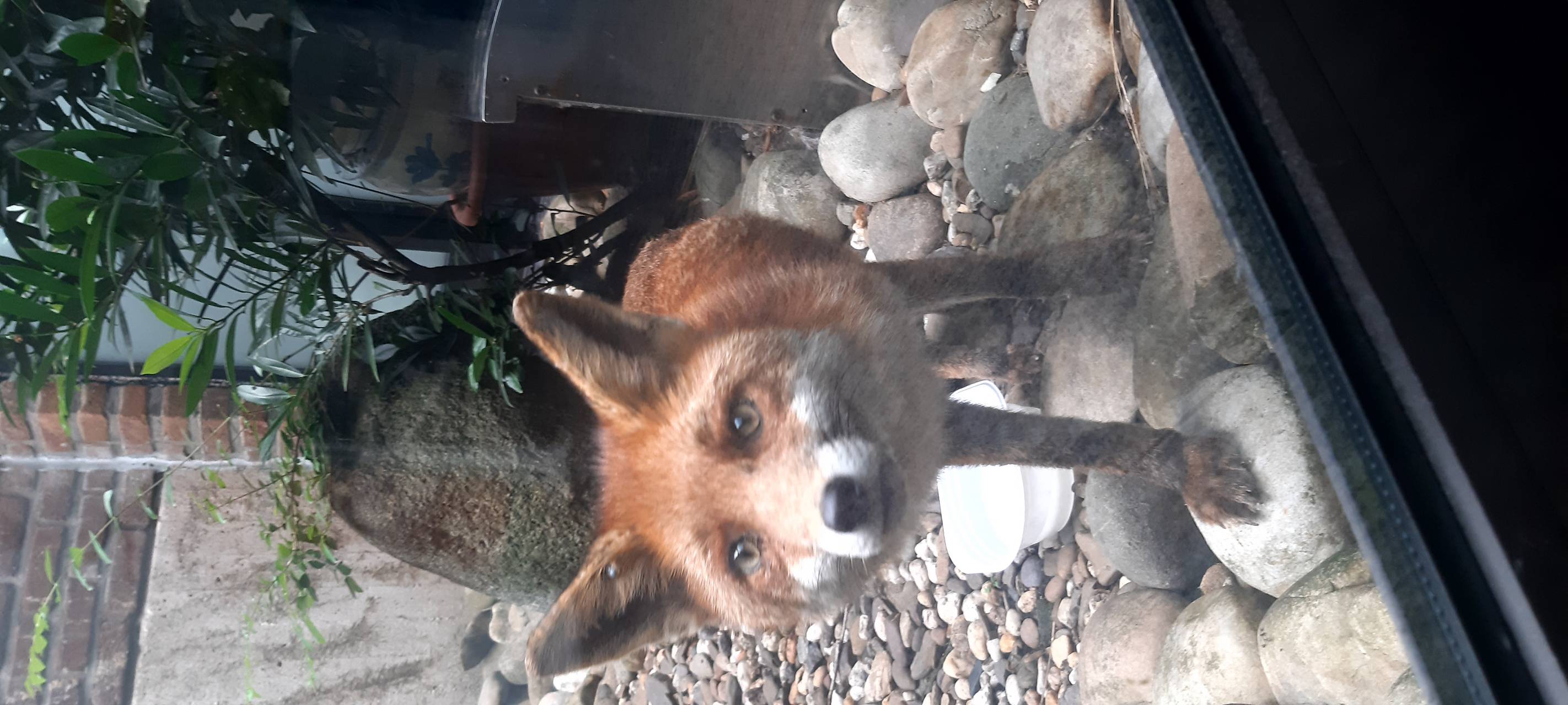 DÜLMEN: Fuchst verirrt sich vor Eisdiele