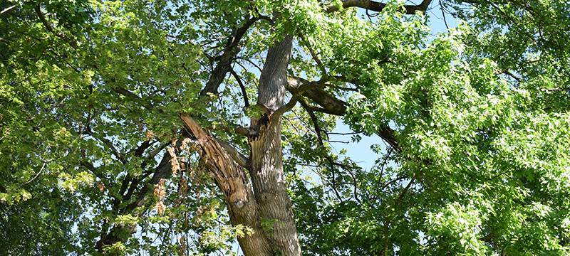 NOTTULN: Bäume fällen im Rhodepark