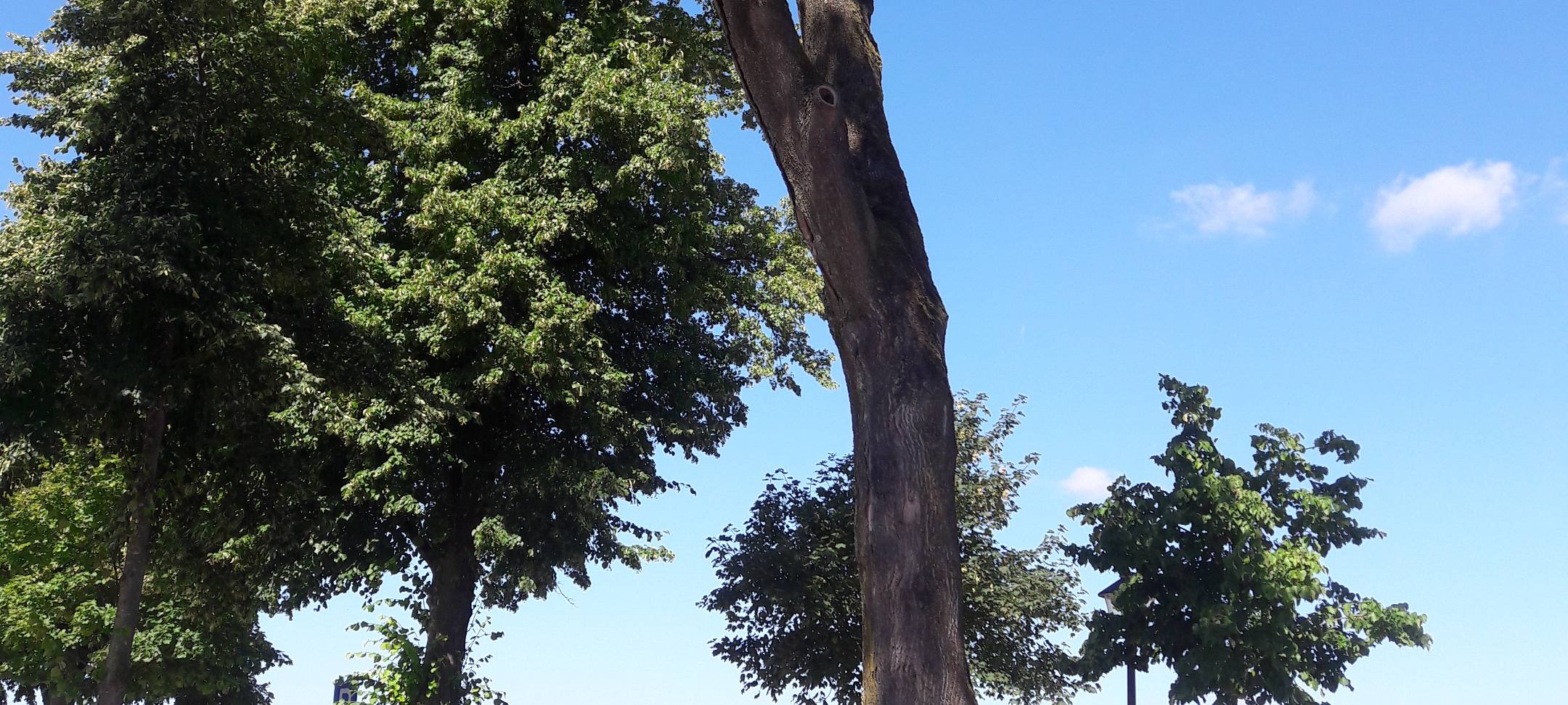 APPELHÜLSEN: Fällaktion am Bahnhof