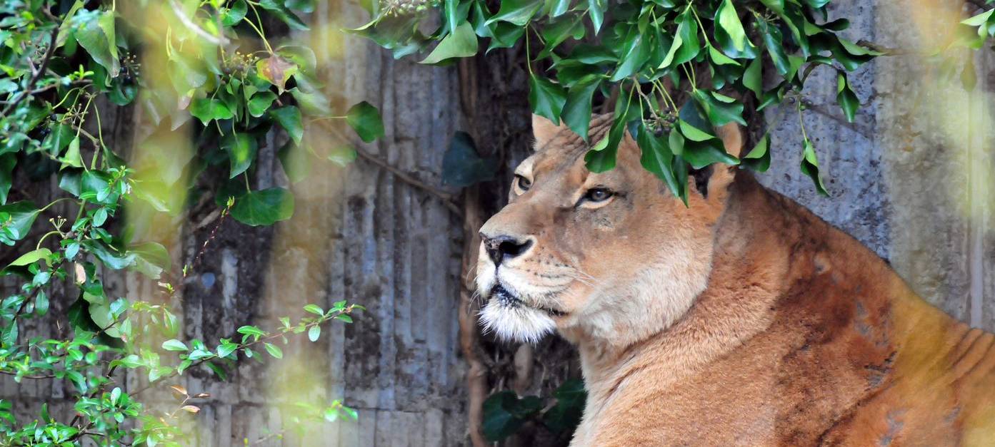 Kreis Coesfeld: Trauer um Zoo-Löwin Zeta