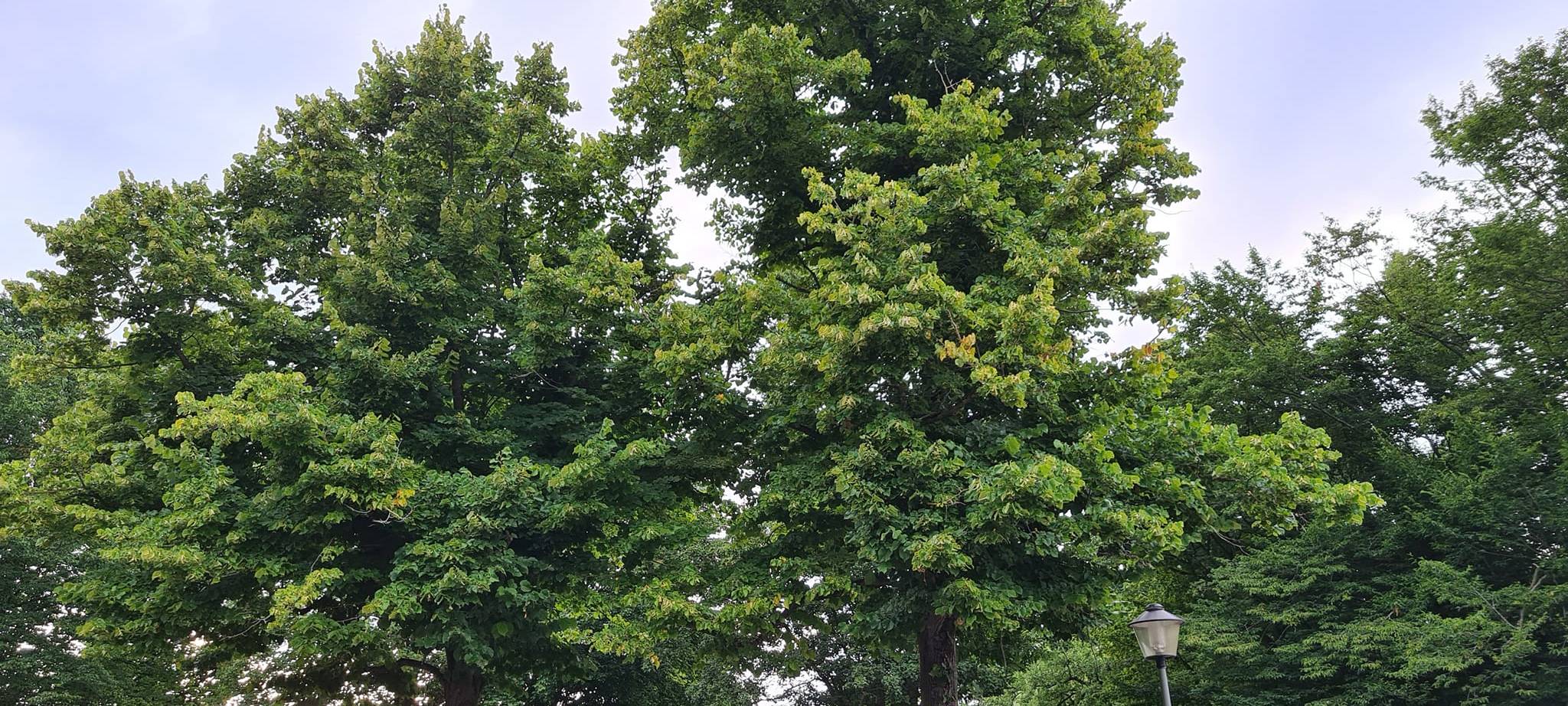 LÜDINGHAUSEN: Kampf um Bäume an der Pferdewiese