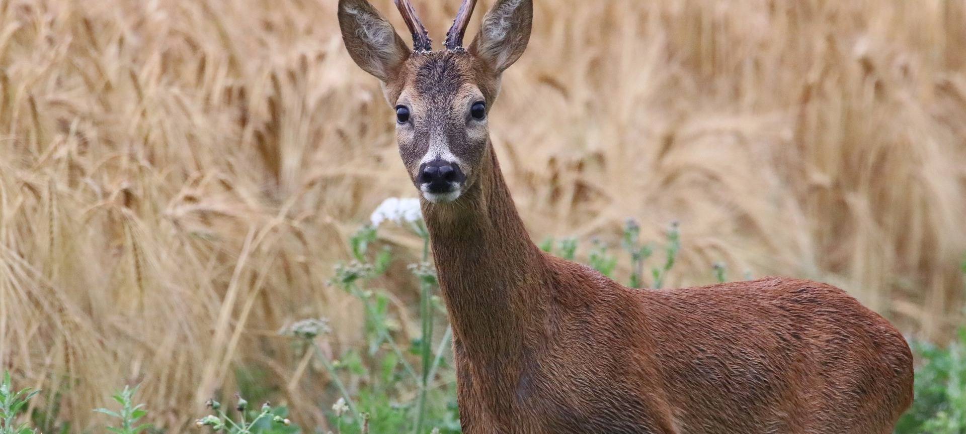 KREIS: Wilderei