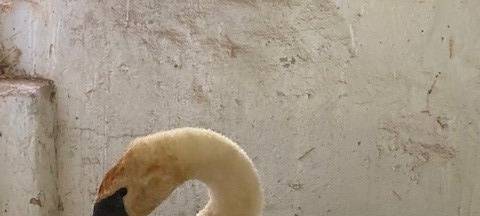 DÜLMEN: Schwan-Besitzer gesucht