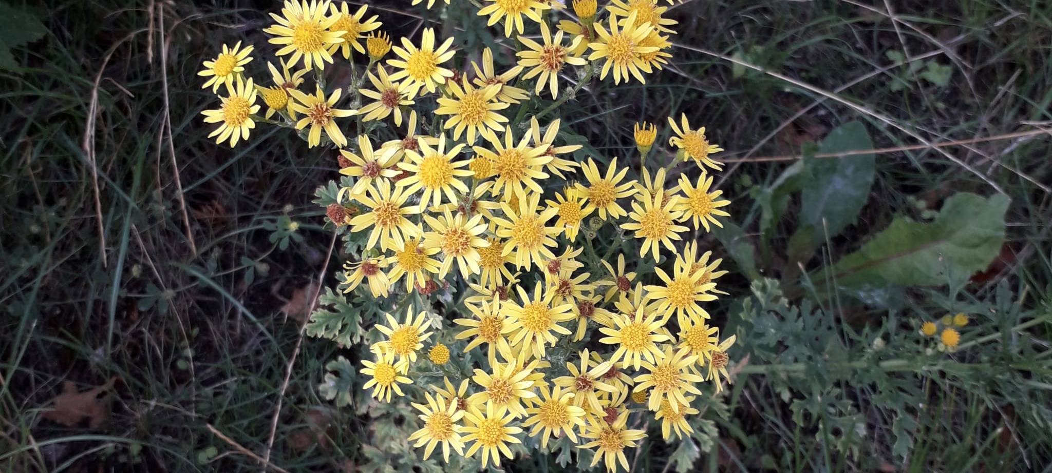 KREIS: Jakobskreuzkraut stärker verbreitet