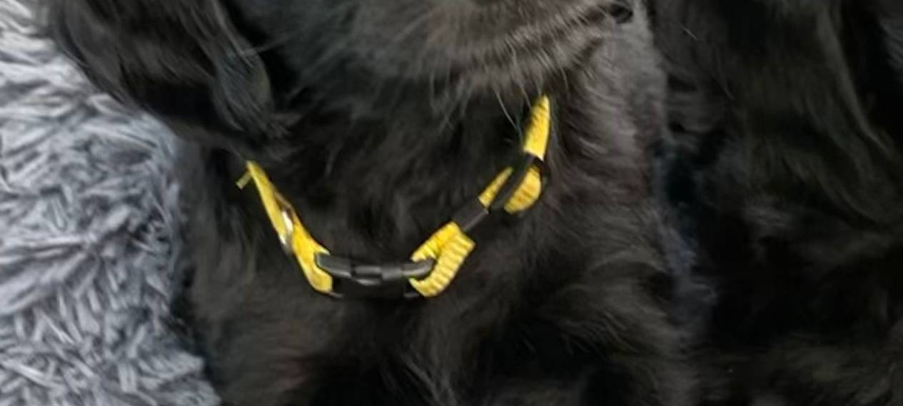 KREIS: Corona-Hunde ins Tierheim