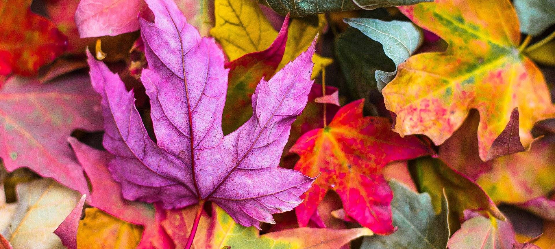 Ihr Thema im Radio: Herbstzauber in den Werkstätten