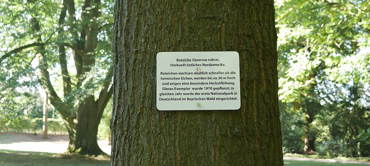 LÜDINGHAUSEN: Neuer Baumlehrpfad