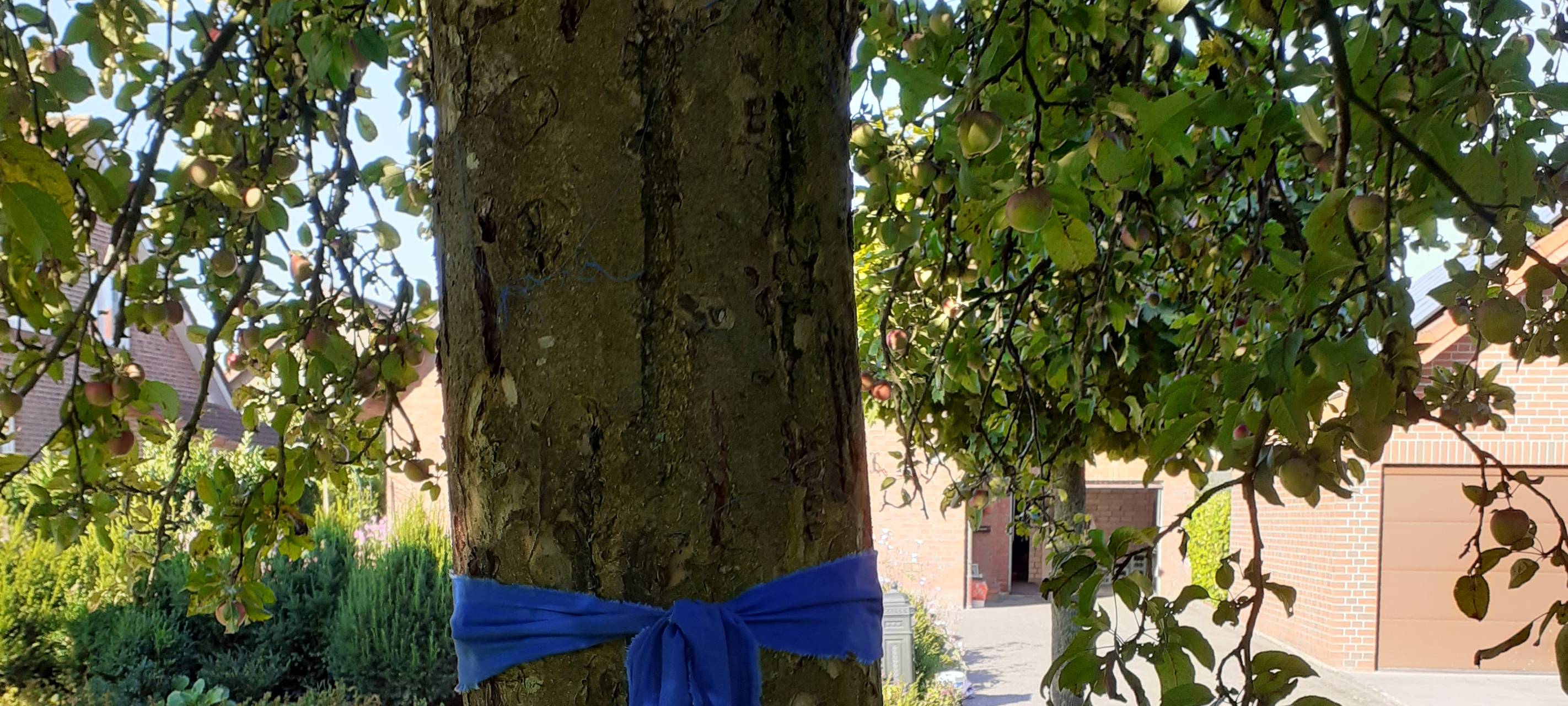 BILLERBECK: Blaue Bänder an Obstbäumen