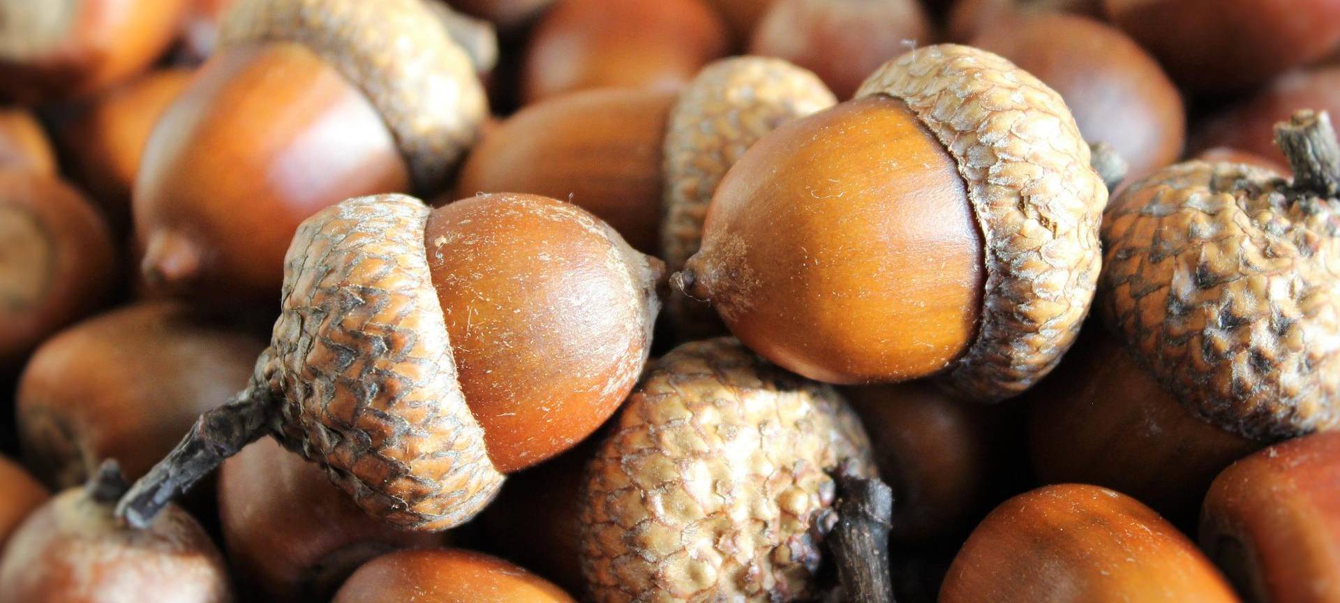 KREIS: Schutzreflex: Bäume werfen Eicheln ab