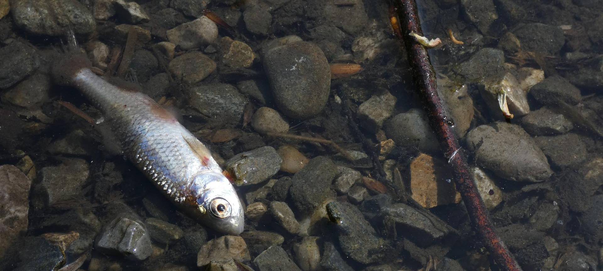 WELTE: Tote Fische