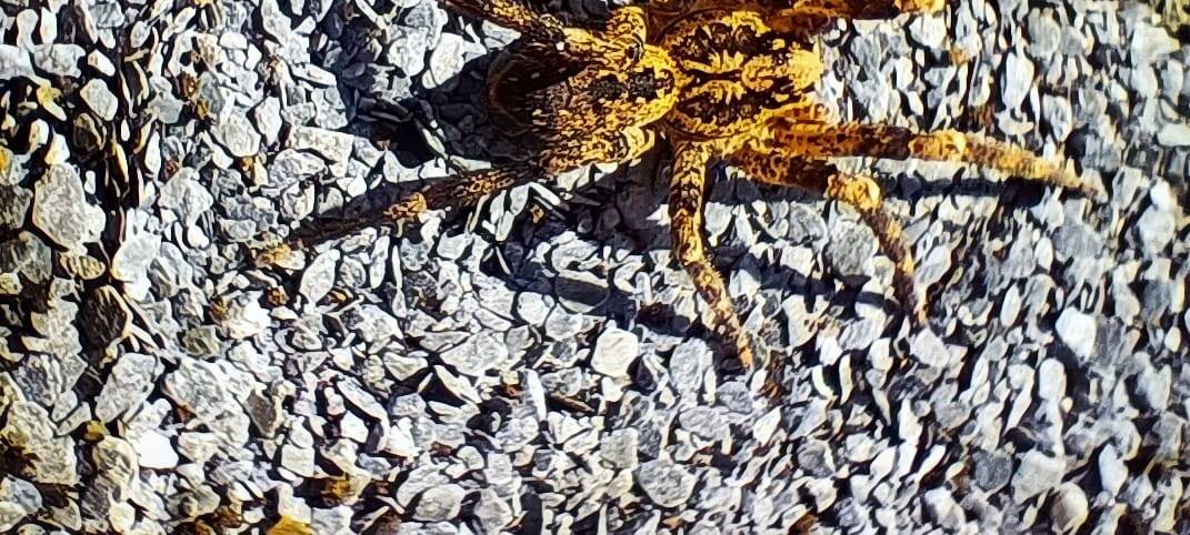 Nosferatu Spinne im Kreis Coesfeld