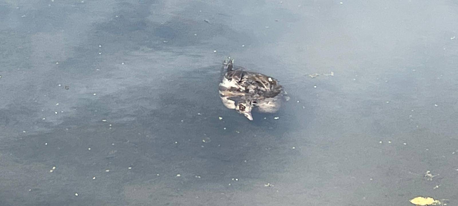 DÜLMEN: Vogelsterben: Kreis prüft Strafanzeige