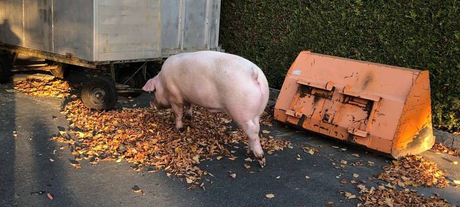 HERBERN: Ausgerissenes Schwein auf Friedhof