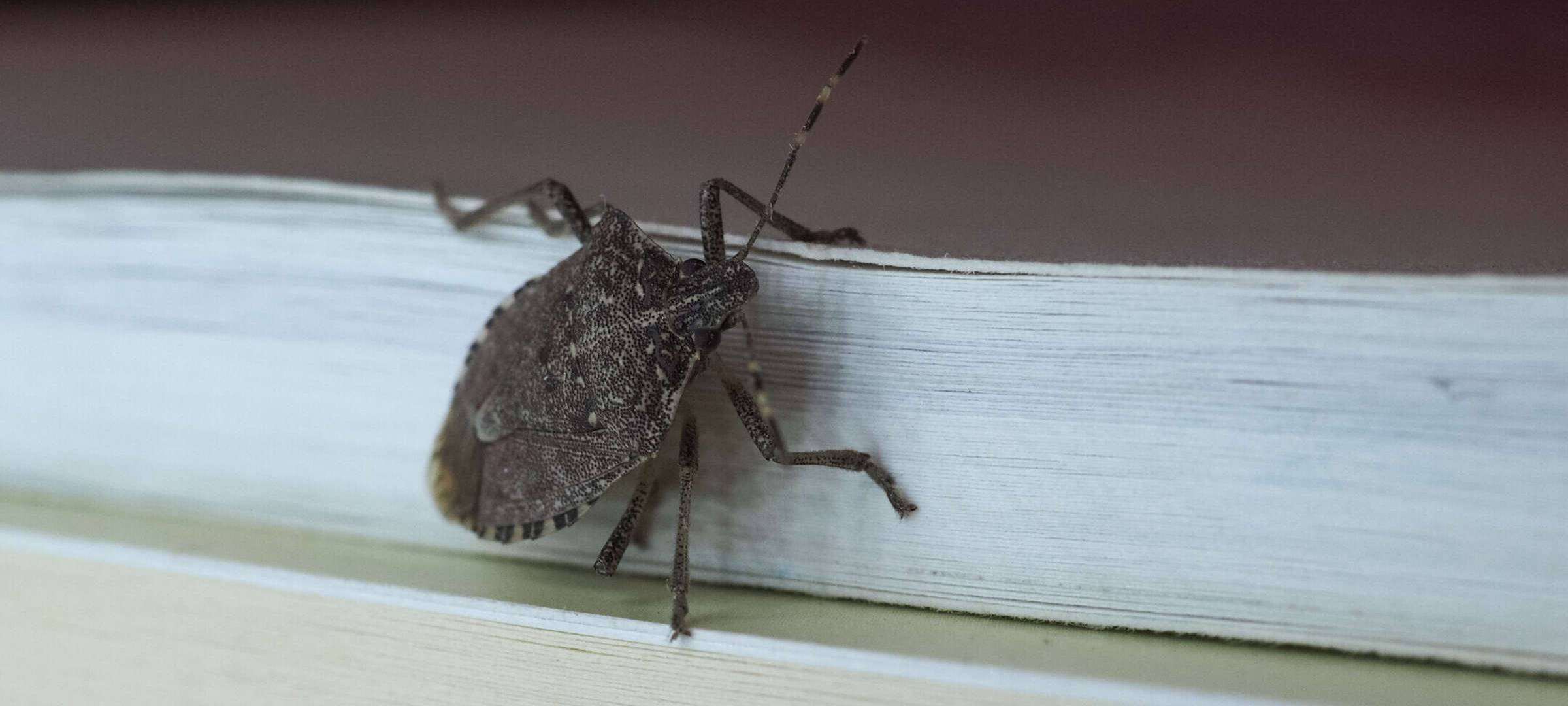 KREIS: Probleme mit Stinkwanzen