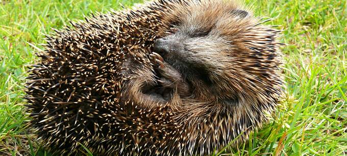 KREIS COESFELD: Igel gesichtet - was Sie jetzt tun können