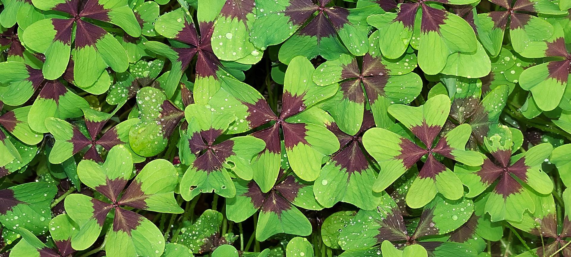 MÜNSTERLAND: Glückliche Einwohner