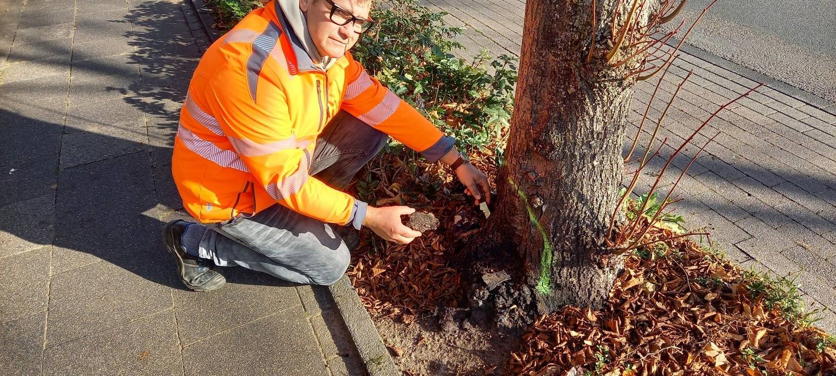 COESFELD: Straßenbäume massiv beschädigt