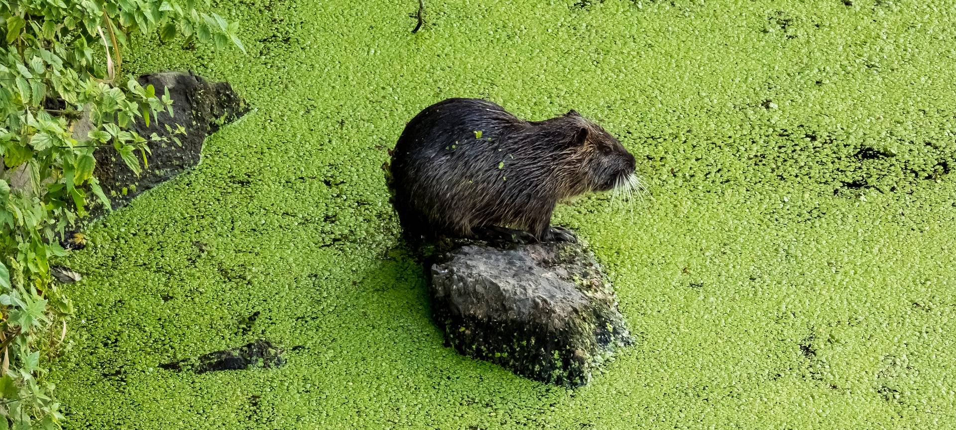 KREIS: Nutria breitet sich aus