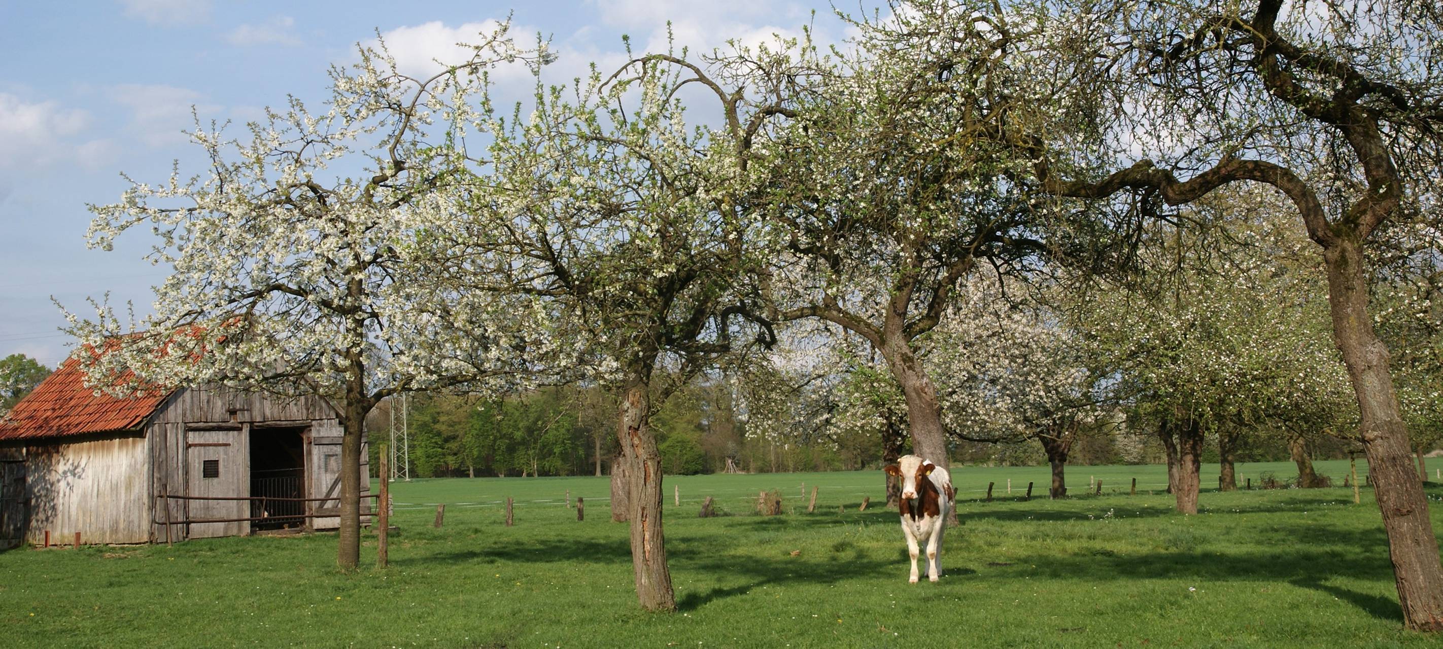 KREIS: Obstbaumprogramm