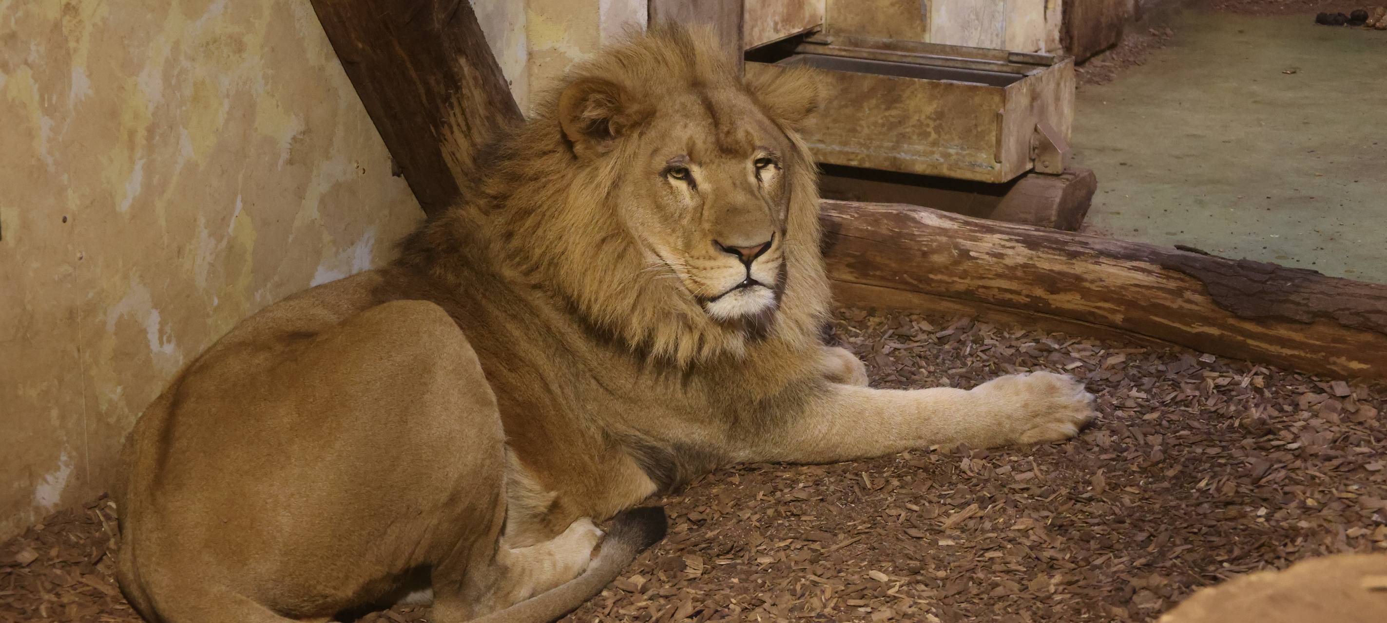 MÜNSTER: Neues Löwenrudel im Zoo