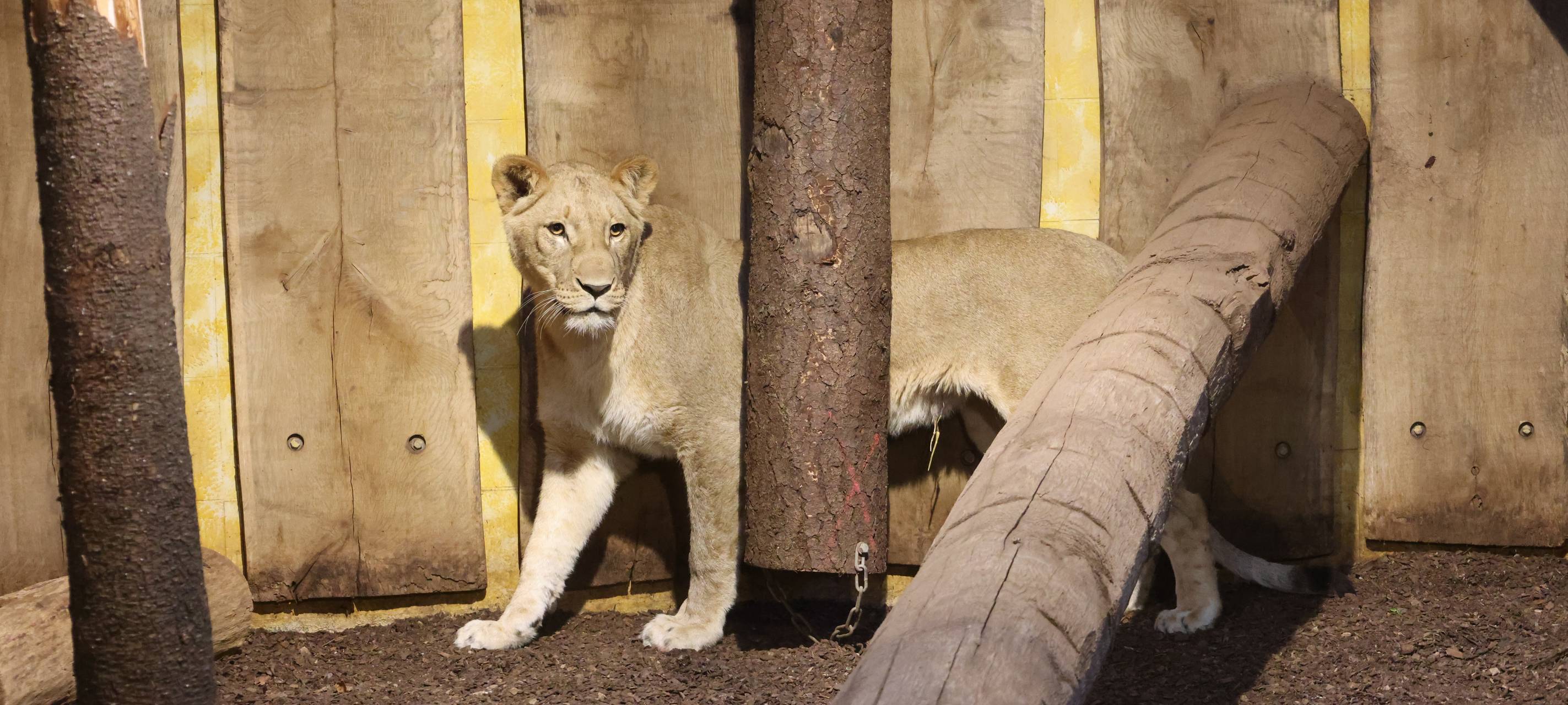 MÜNSTER: Neues Löwenrudel im Zoo