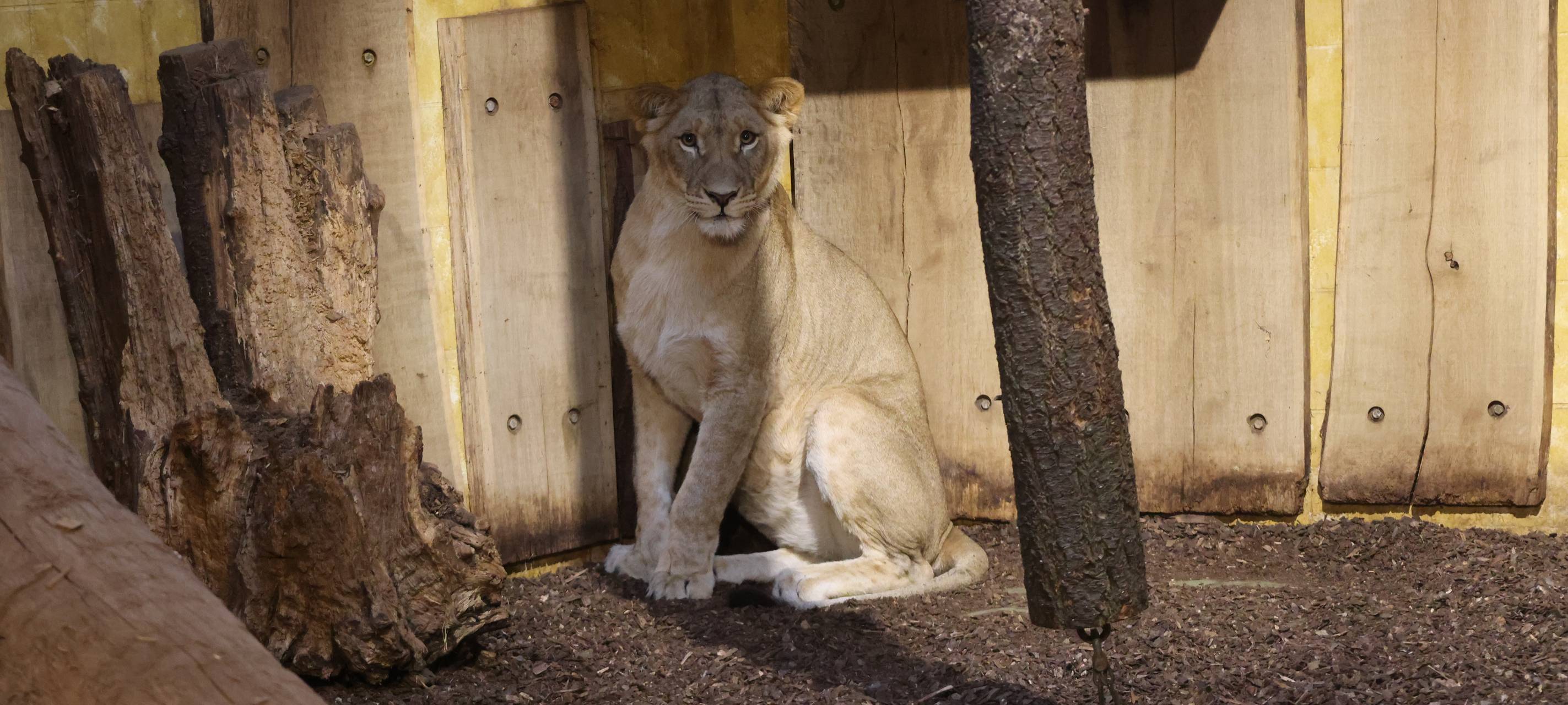 MÜNSTER: Neues Löwenrudel im Zoo