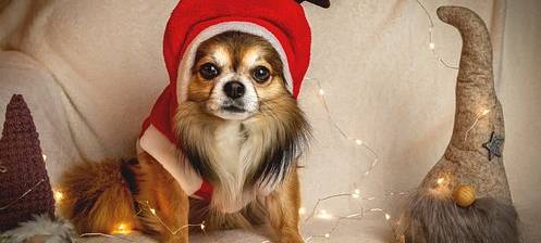Tiere unterm Weihnachtsbaum
