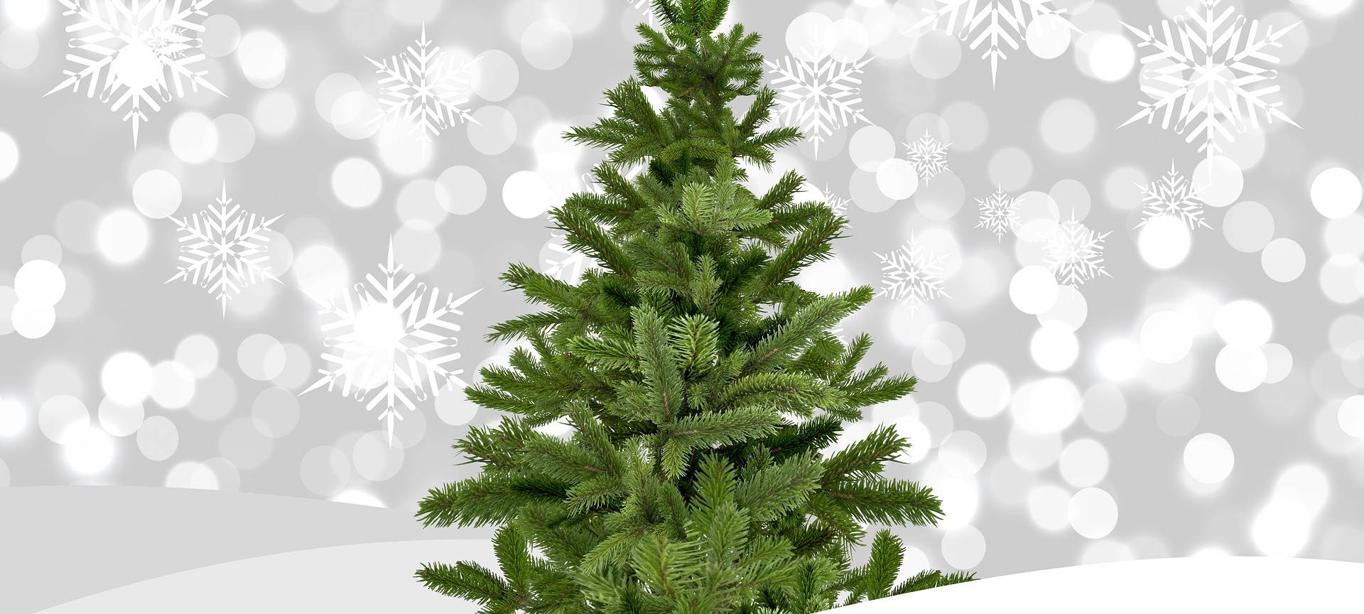 KREIS: Endspurt beim Weihnachtsbaum-Verkauf