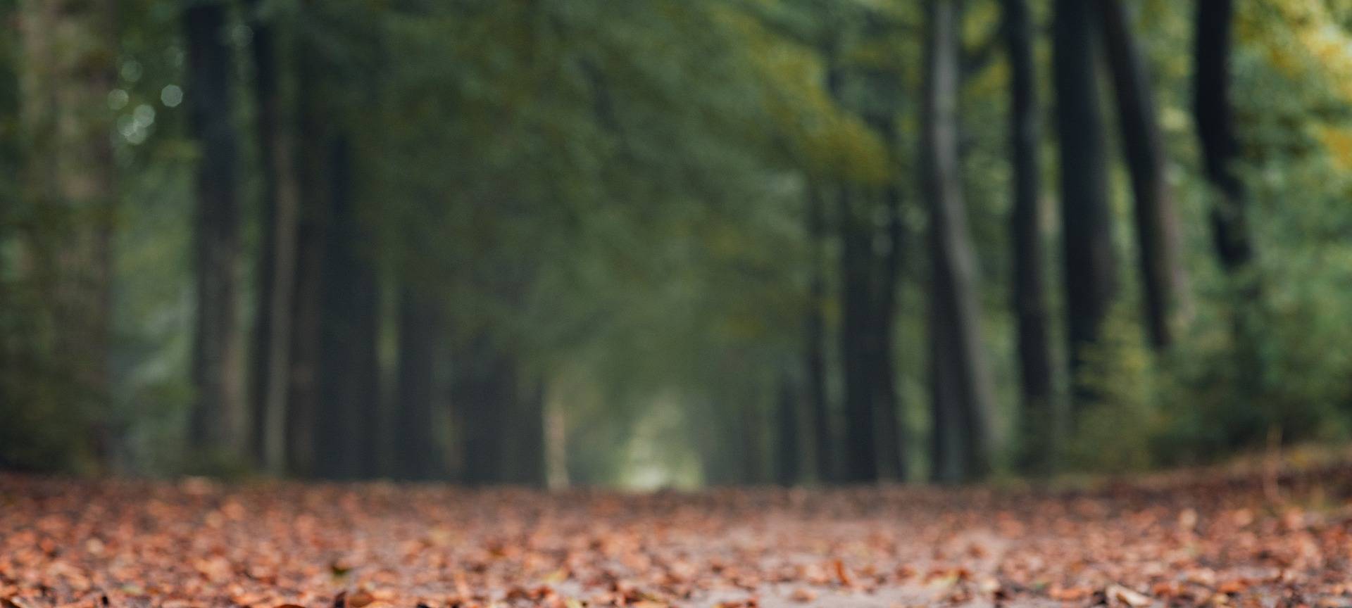 APPELHÜLSEN: Waldwege wieder frei