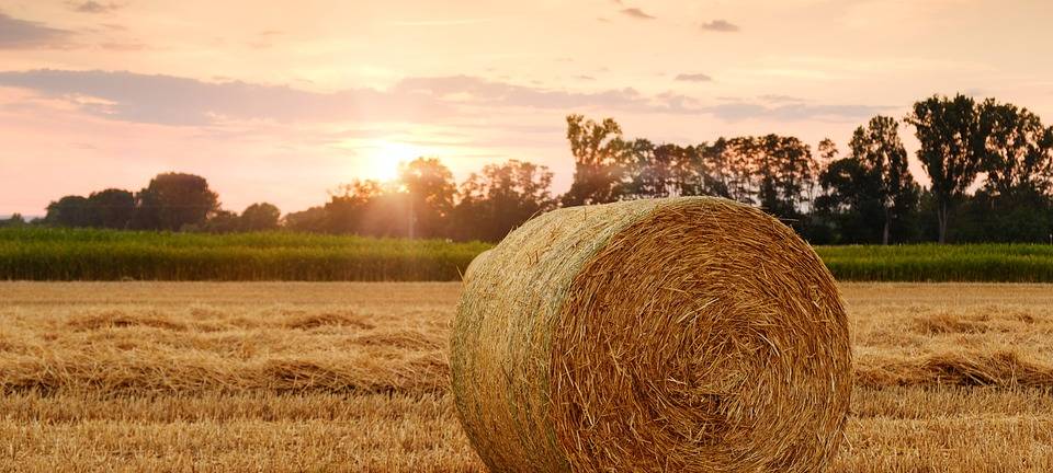 KREIS: Landwirte fahren nach Berlin