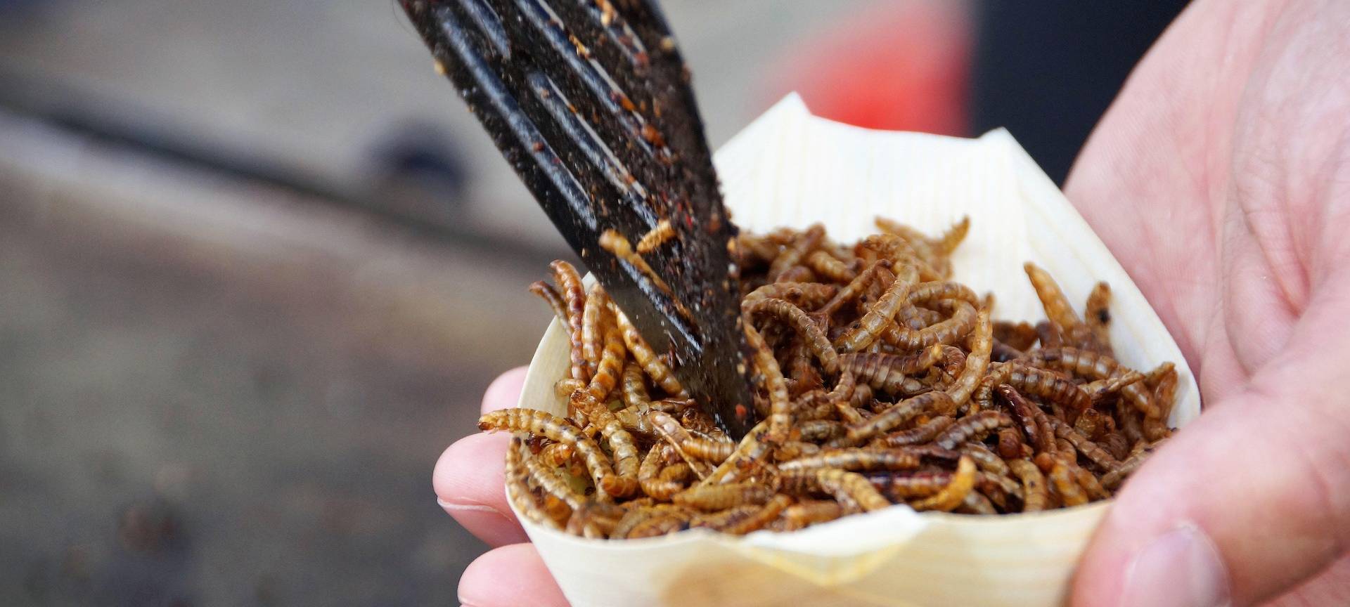 KREIS: Insekten als Lebensmittel