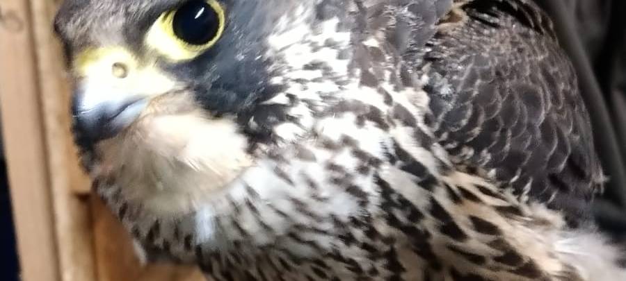 HOHENHOLTE: Seltener Greifvogel gerettet