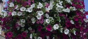 COESFELD: Spenden für Blumenampeln