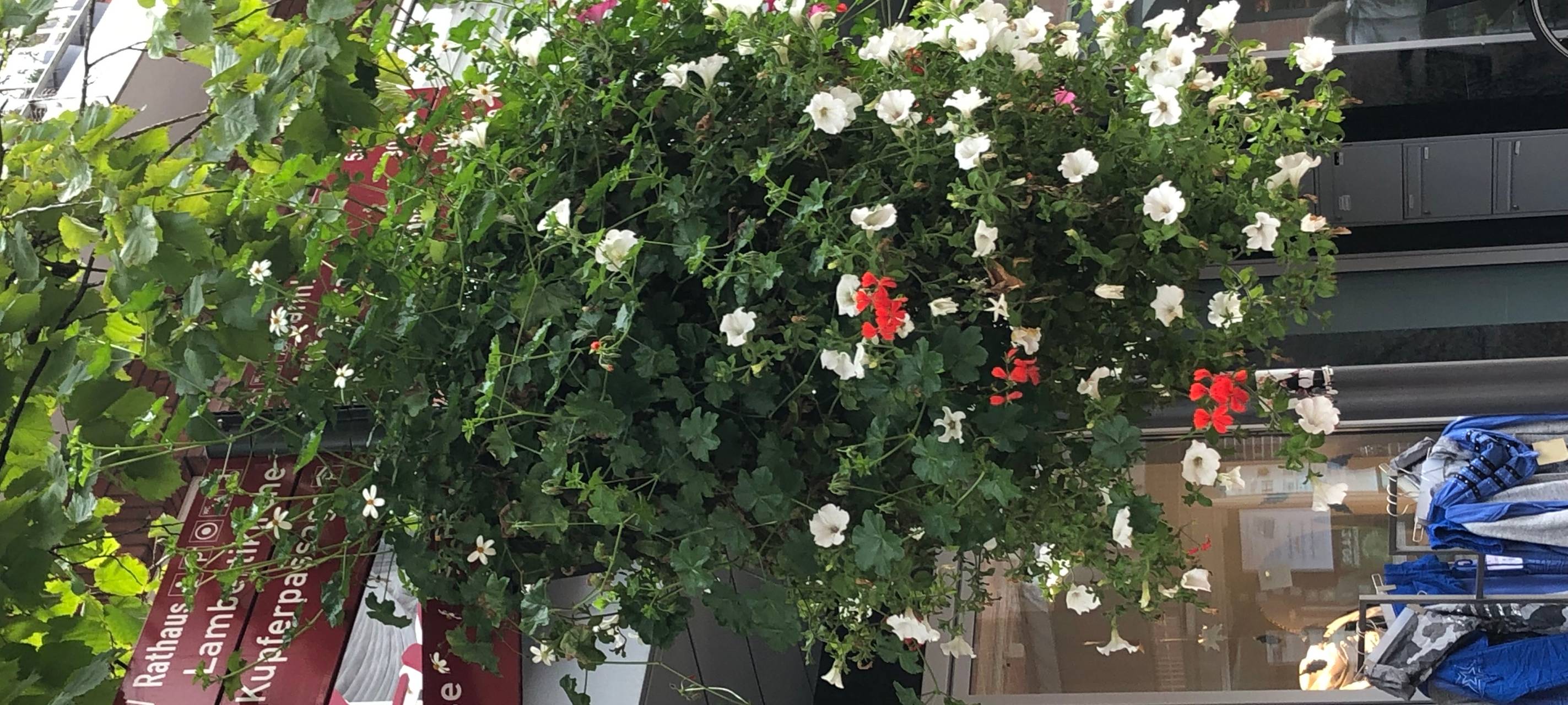 COESFELD: Blumenampeln