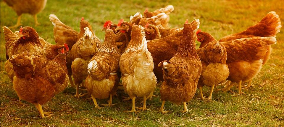 KREIS: Vorsicht vor Geflügelpestvirus