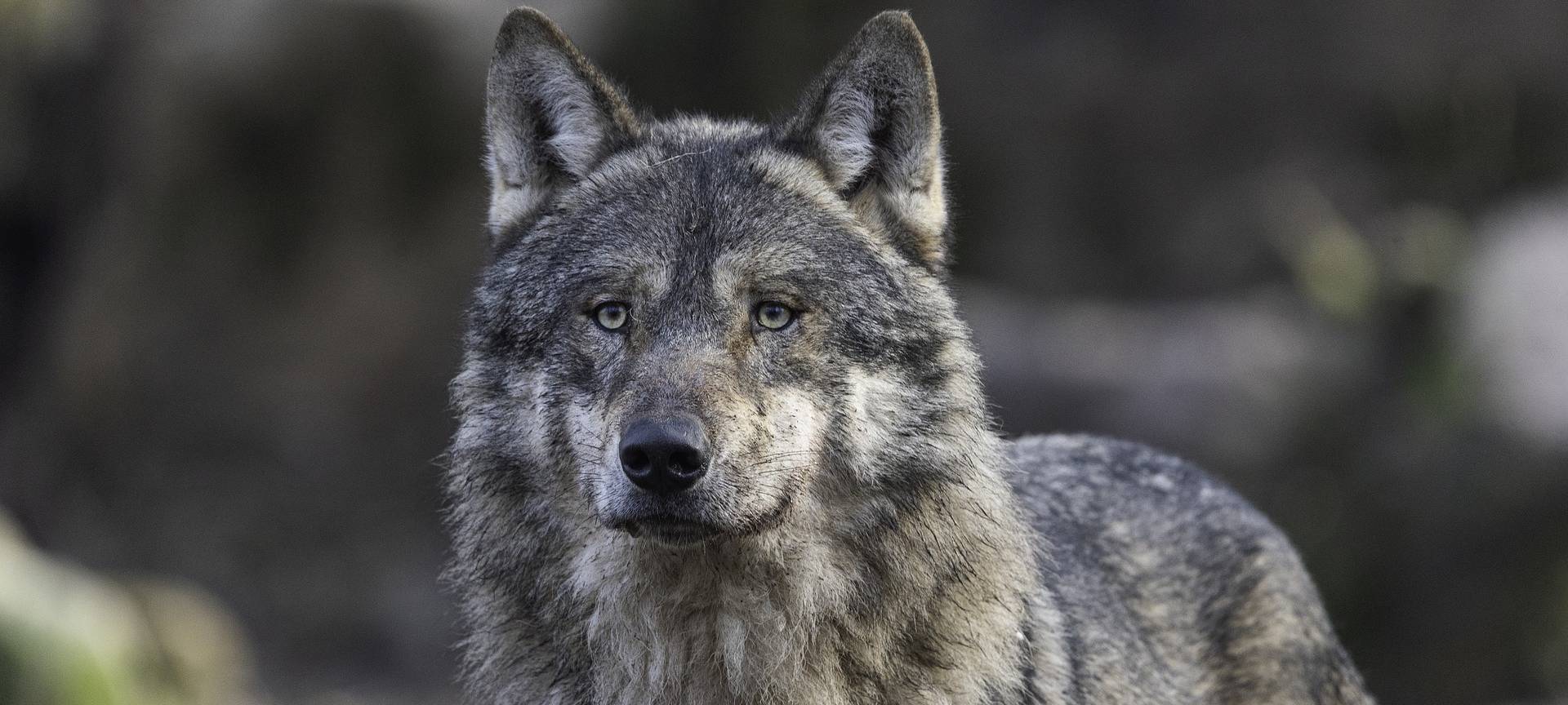 KREIS: Wolf ist weitergezogen