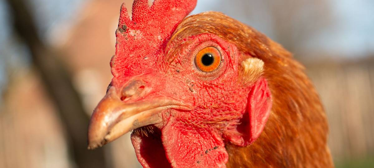 LÜDINGHAUSEN: Kein Vogelgrippe-Fall mehr