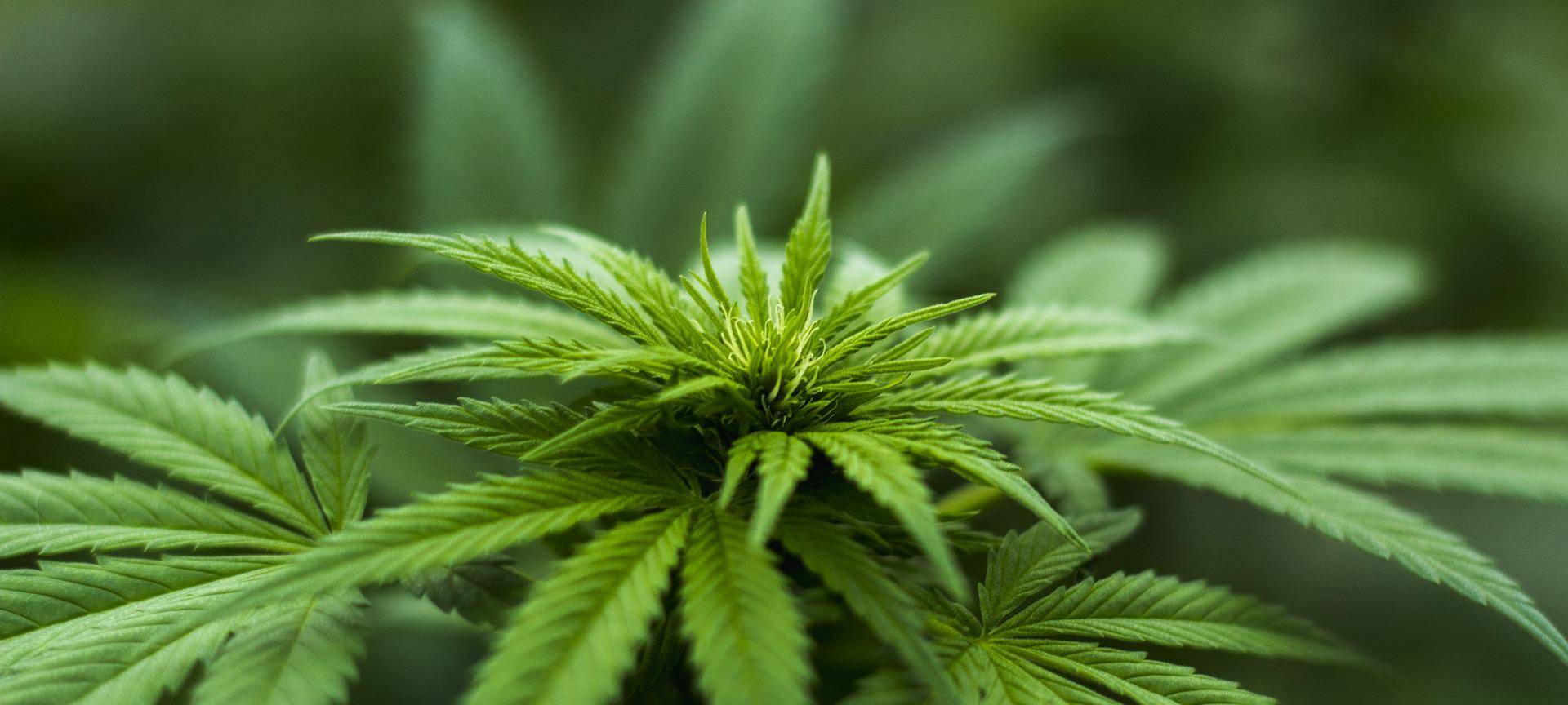 KREIS: Kinderarzt zu Cannabis legalisieren