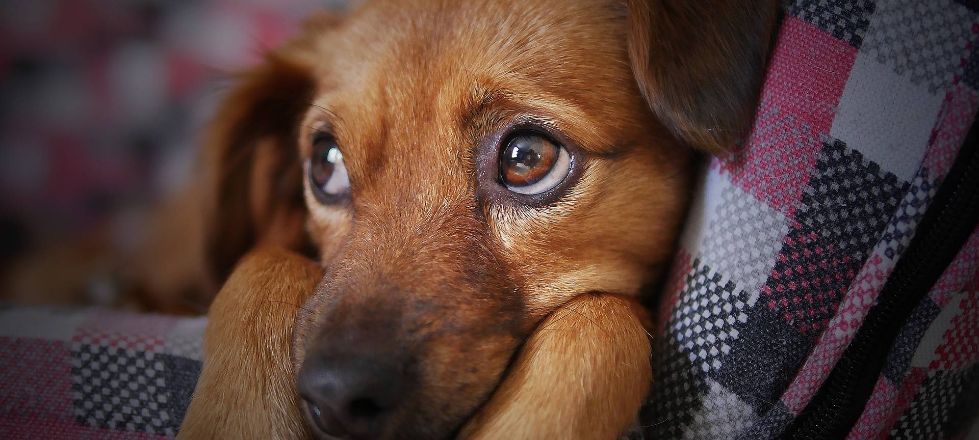 KREIS: Abzocke mit Hundewelpen