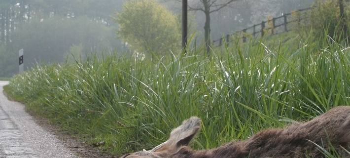 KREIS: Viele Wildunfälle